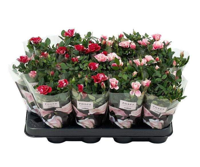 <h4>Nolina Roses Ø 7 cm. Mix Gigi/Piia</h4>