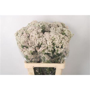 Ozoth Cook Tall White Per Bunch
