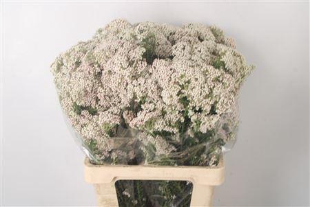 <h4>Ozoth Cook Tall White Per Bunch</h4>
