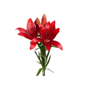 LIRIO CORLEONE 070 CM HT 3/5 FLS