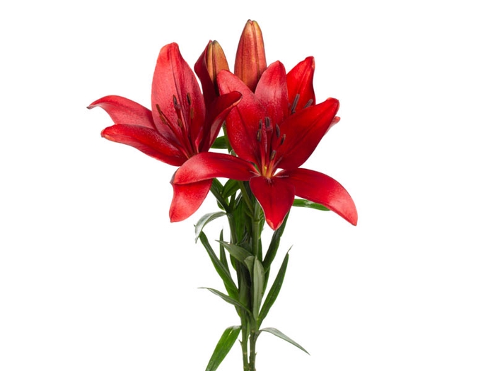 <h4>LIRIO CORLEONE 070 CM HT 3/5 FLS</h4>