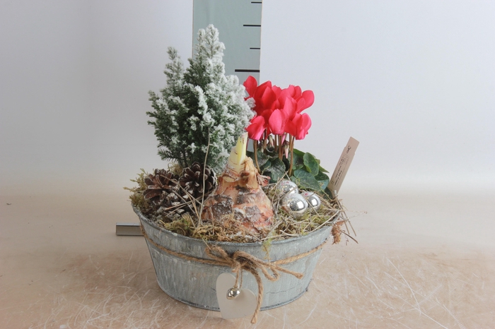 <h4>ARR HIPPEASTRUM</h4>