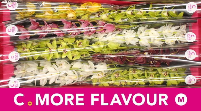 <h4>CYMB MI GEM</h4>