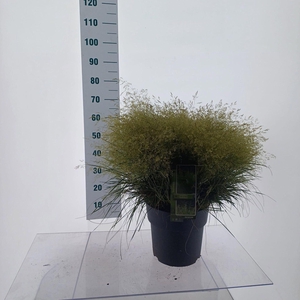 Deschampsia cespitosa