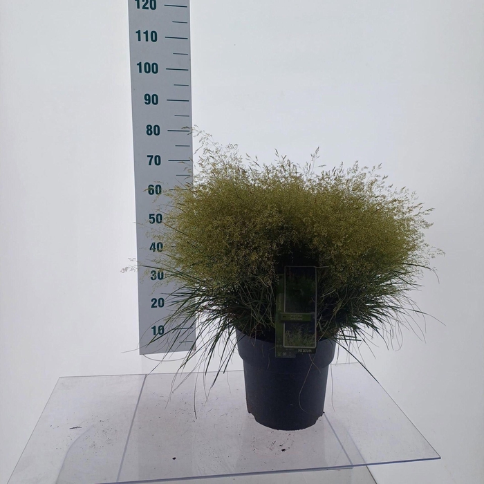<h4>Deschampsia cespitosa</h4>