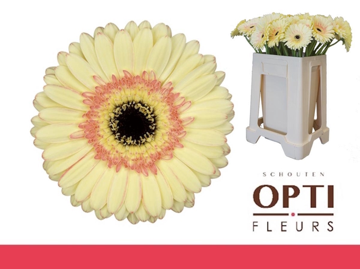 <h4>Gerbera Cartizze Water</h4>