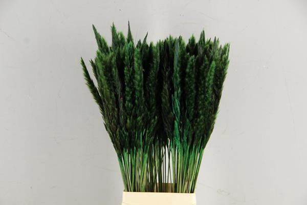 <h4>Df Pampas Silvy D.green</h4>