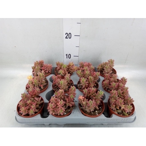 Sedum rubrotinctum 'Aurora'