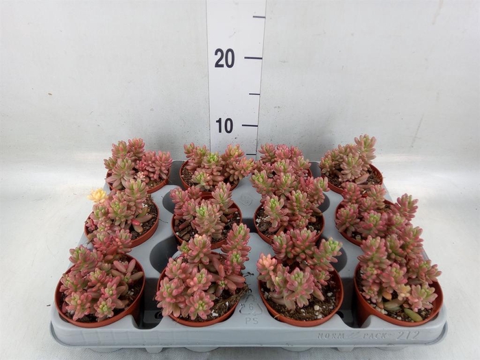 <h4>Sedum rubrotinctum 'Aurora'</h4>