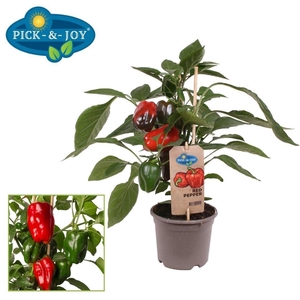PAPRIKA PLANTEN