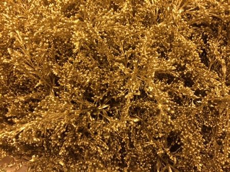 Solidago Gold 80cm