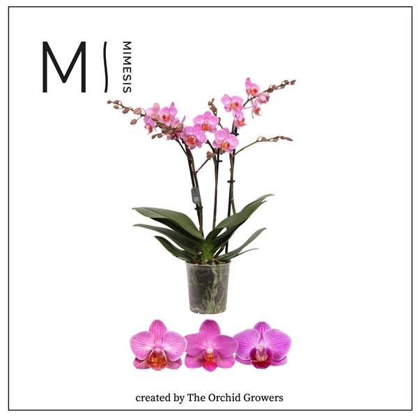 <h4>Mimesis Phal. Multi Dark Pink - 3 spike 12cm</h4>