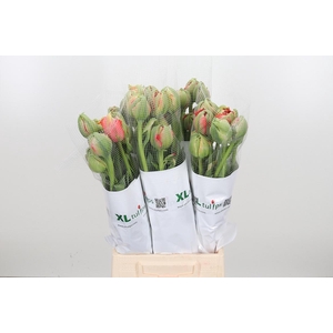 Tu Du Gudoshnik Doub