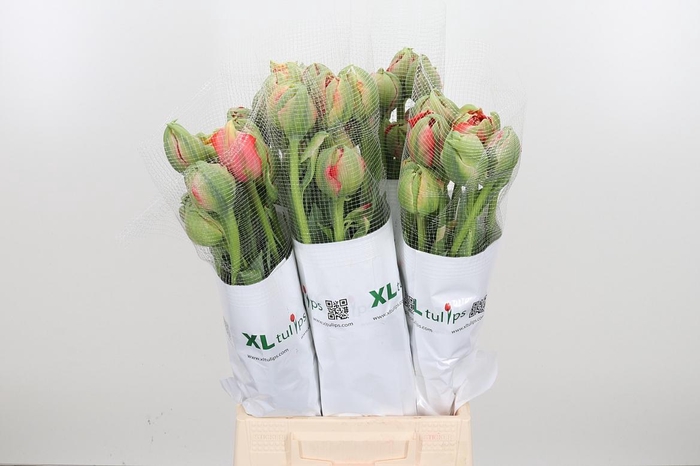 <h4>Tu Du Gudoshnik Doub</h4>