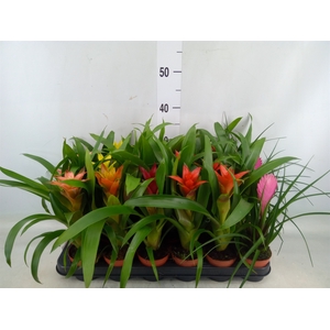 Bromelia   ...mix