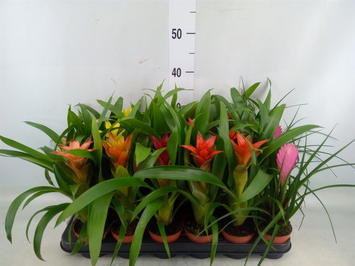 <h4>Bromelia   ...mix</h4>