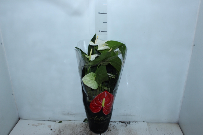 <h4>ANTHURIUM ALASKA P17 PREMIUM</h4>