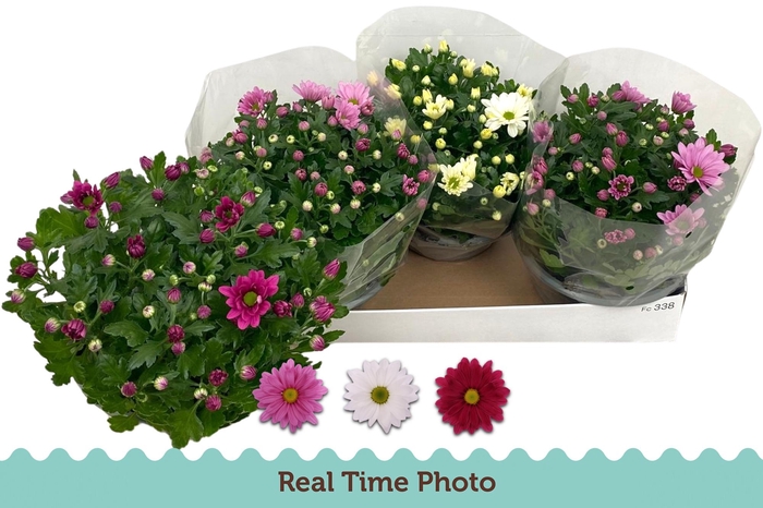 <h4>CHRYS GEM 3 KL</h4>