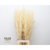 Dried Bleached Cortaderia Silver Star
