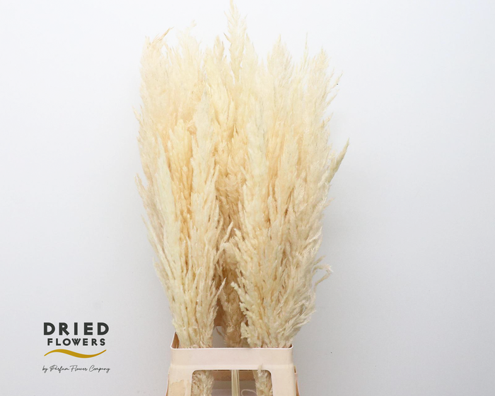 <h4>Dried Bleached Cortaderia Silver Star</h4>