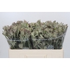 Anigozanthos Cape Gray Moss