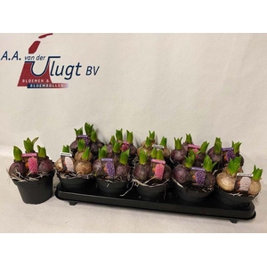 Hyacin Pear Gem 3 Kl