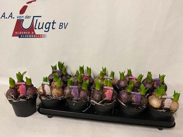 <h4>Hyacin Pear Gem 3 Kl</h4>