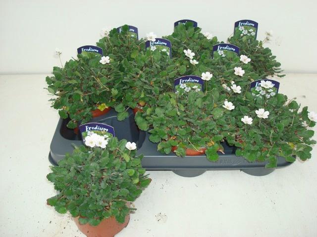 <h4>EROD REICHARDII</h4>