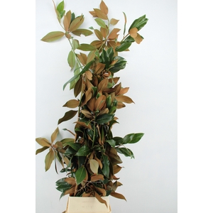 MAGNOLIA GRANDIFLORA XXL PER STEM