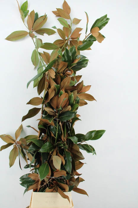 <h4>MAGNOLIA GRANDIFLORA XXL PER STEM</h4>