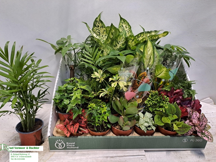 <h4>KAMERPL GEM OV</h4>