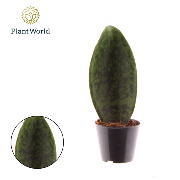 <h4>Sansevieria ‘Masoniana’ Whale Fin P8,5</h4>