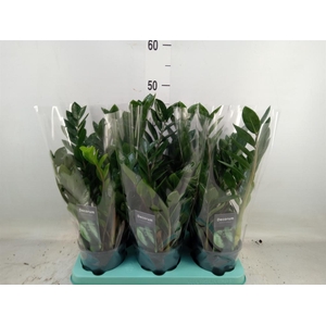 Zamioculcas zamiifolia 'Lima'