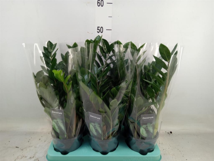 <h4>Zamioculcas zamiifolia 'Lima'</h4>