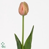 Tulipa fre menton exotic