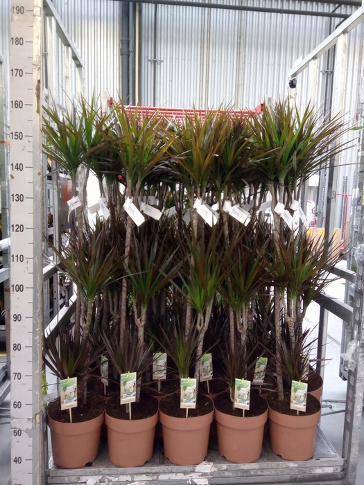 <h4>Dracaena marg. 'Magenta'</h4>
