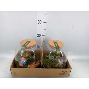 Arr.    Planten  H%