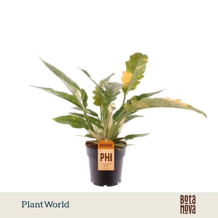 <h4>Philodendron Ring of Fire</h4>