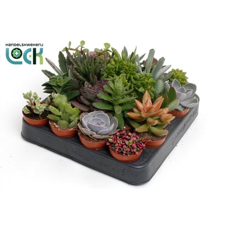 <h4>Succulenten Gemengd</h4>