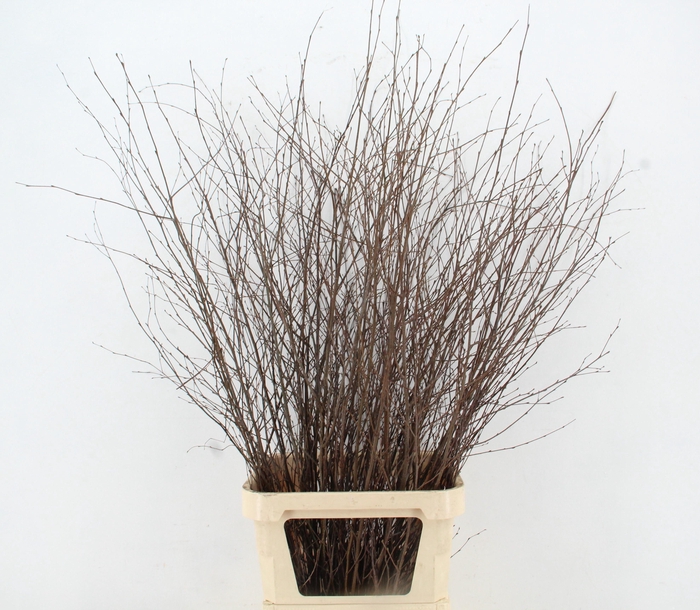 BETULA BS NATURAL