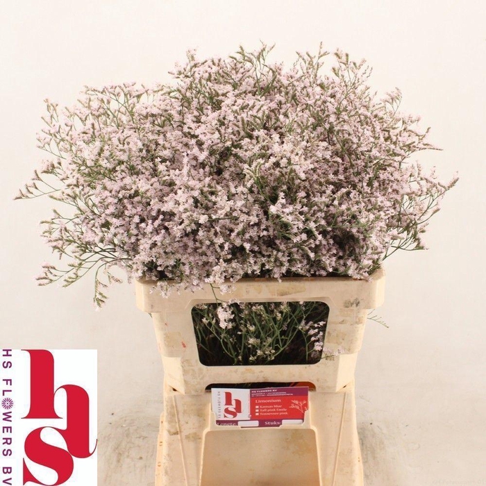 <h4>LIMONIUM TALL PINK EMILLE 40GR</h4>