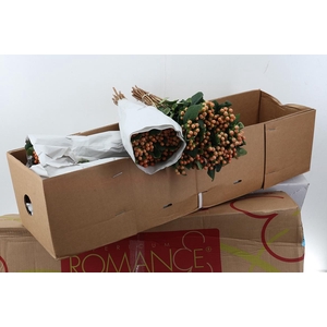 Hyp Mellow Rom 70cm (BOX)