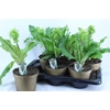 Eucomis Bicolor
