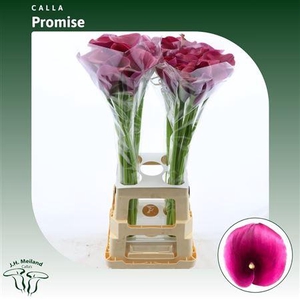 Calla Promise