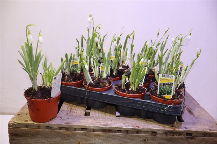 <h4>arr8 Galanthus Niv In Pot</h4>