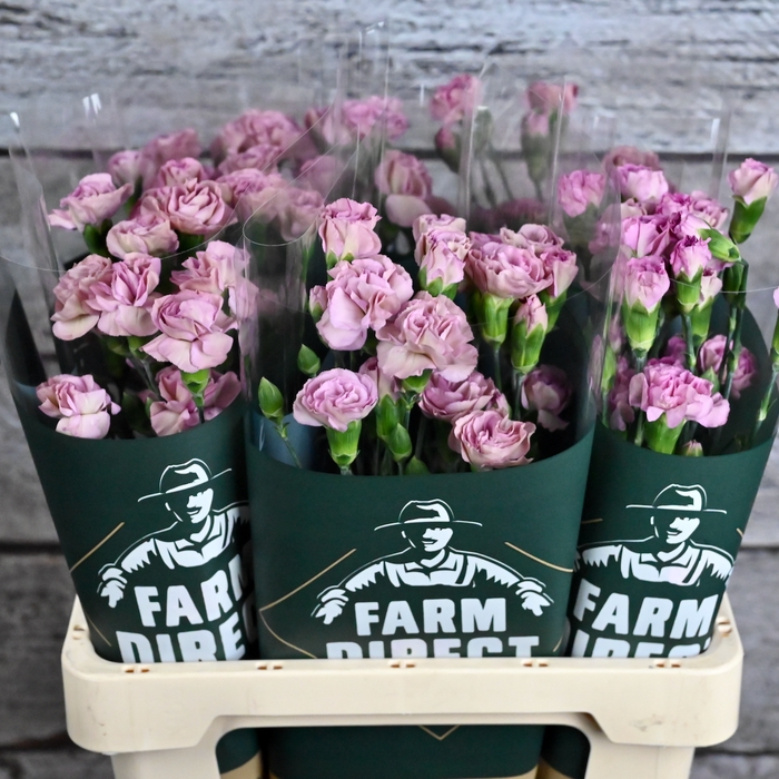 <h4>Di Tr Mocha Sweet</h4>