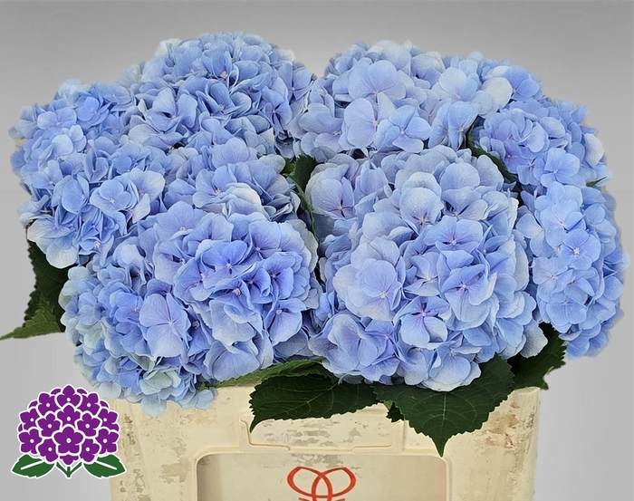 <h4>HYDR M CH VERENA BL</h4>