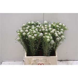 Kaaps Groen Silver Pearl