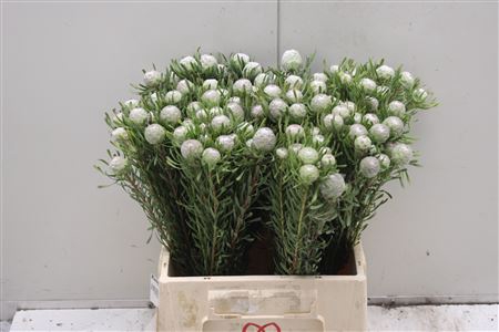 <h4>Kaaps Groen Silver Pearl</h4>