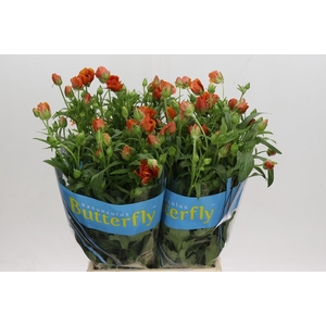 Ranunculus Butterfly Minoan